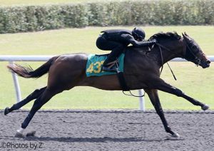 Candygram, Candy Ride colt, Hip 437, 2017 OBS March 2 Year Old Sale