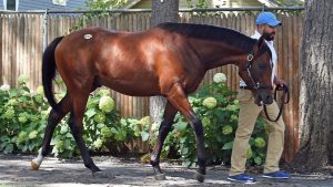 Hip 40, 2017 Fasig-Saratoga Select Sale, Bodemeister - Recollect (El Prado)