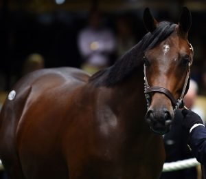 Hip 218, 2017 Fasig-Saratoga Select Sale, Malibu Moon - Kiss the Lady (Quiet American)
