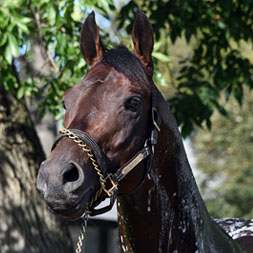 Stakes winner Mihos (Cairo Prince - Feline Flatline) at Belmont Park.