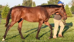 Pioneerof the Nile - Delicate Affair, by Langfuhr