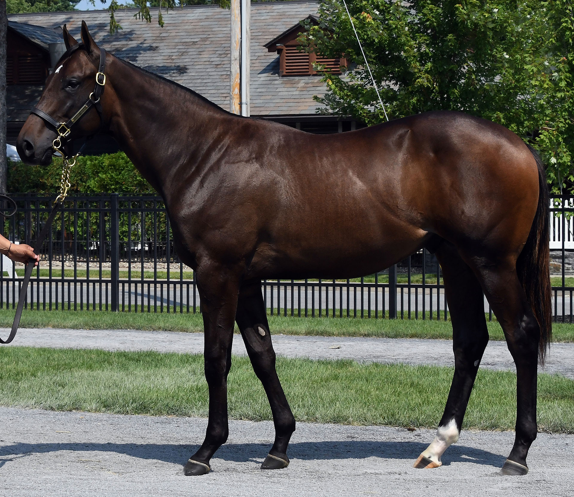 Candy Ride colt out of the Empire Maker mare Empire Desire, purchased at Fasig-Tipton Saratoga and available for a thoroughbred racing partnership.