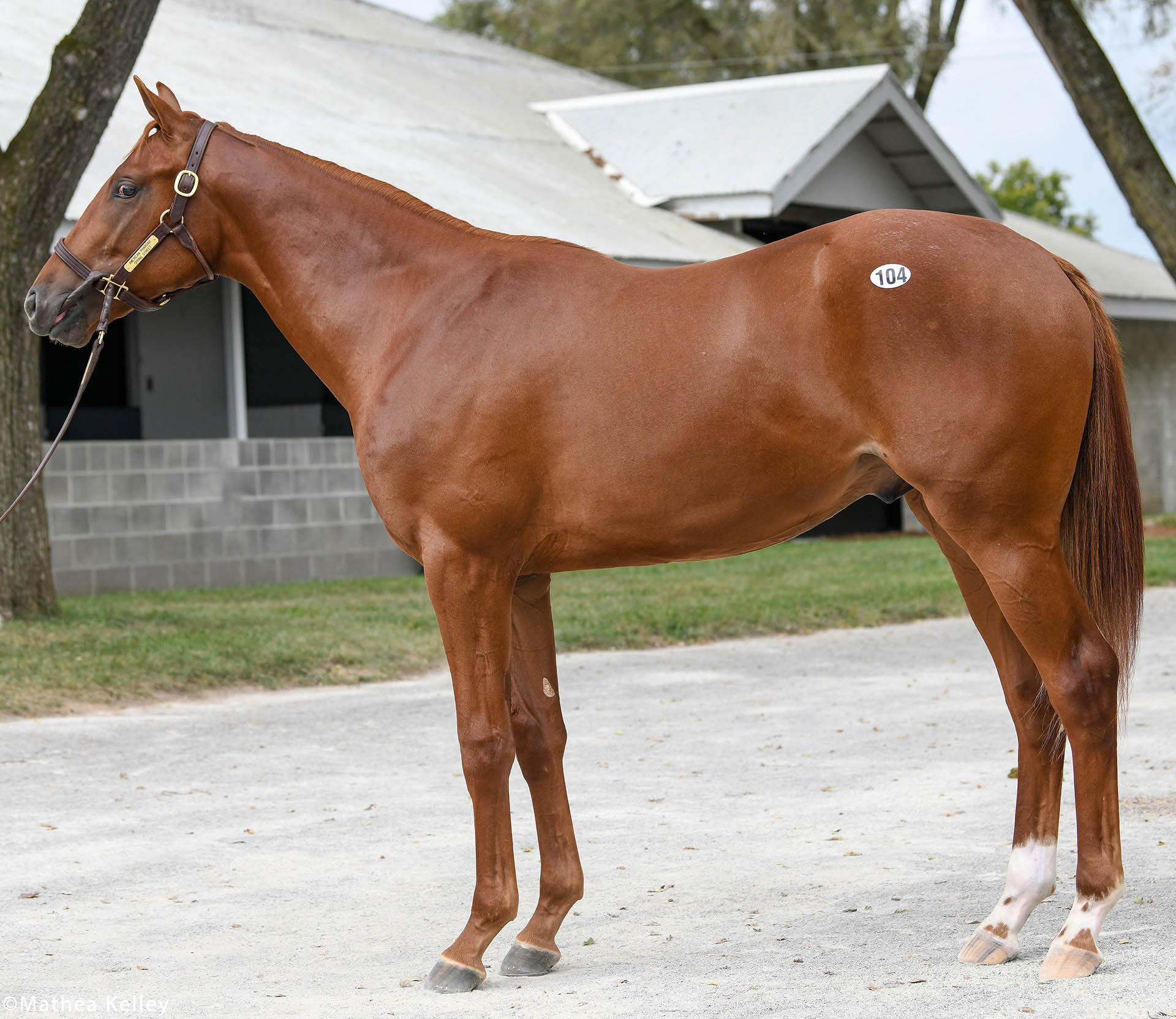 American Pharoah colt out of the Street Cry mare Spring Street, purchased at Keeneland September and available for a thoroughbred racing partnership.