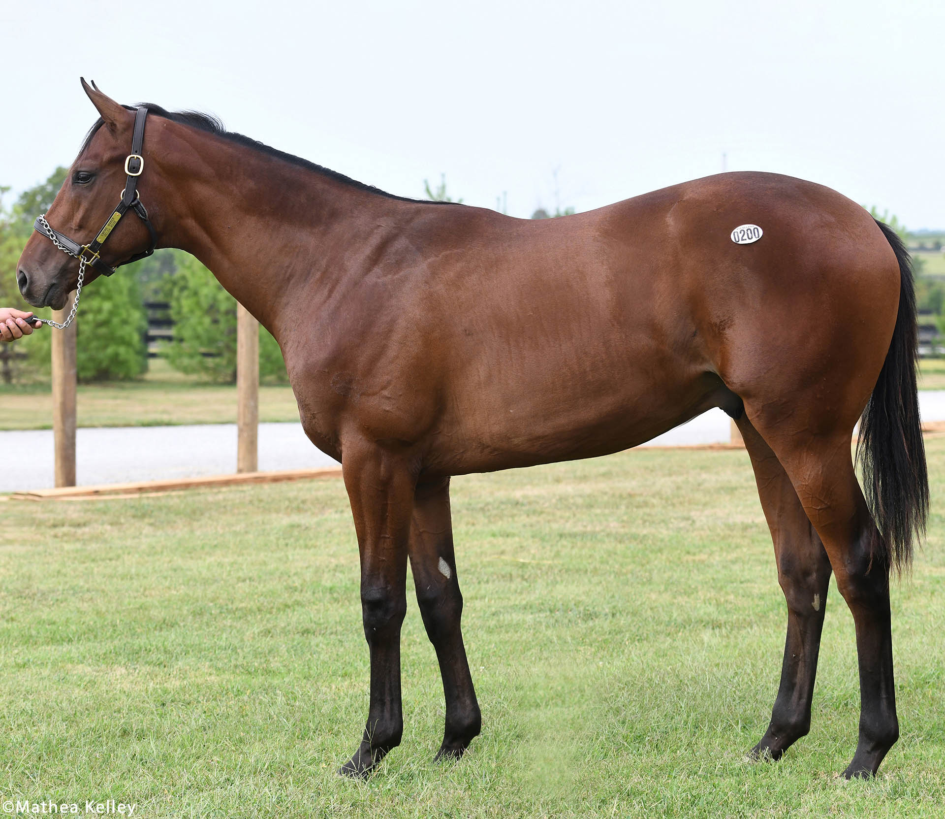 Empire Maker colt out of the Niagara Causeway mare Zelda Rose, purchased at Keeneland September and available for a thoroughbred racing partnership.