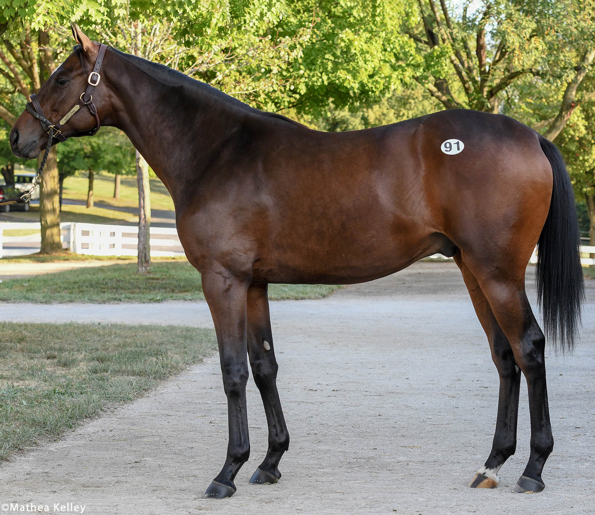 Frosted colt out of the Smart Strike mare Smartly Agree, purchased at Keeneland September and available for a thoroughbred racing partnership.