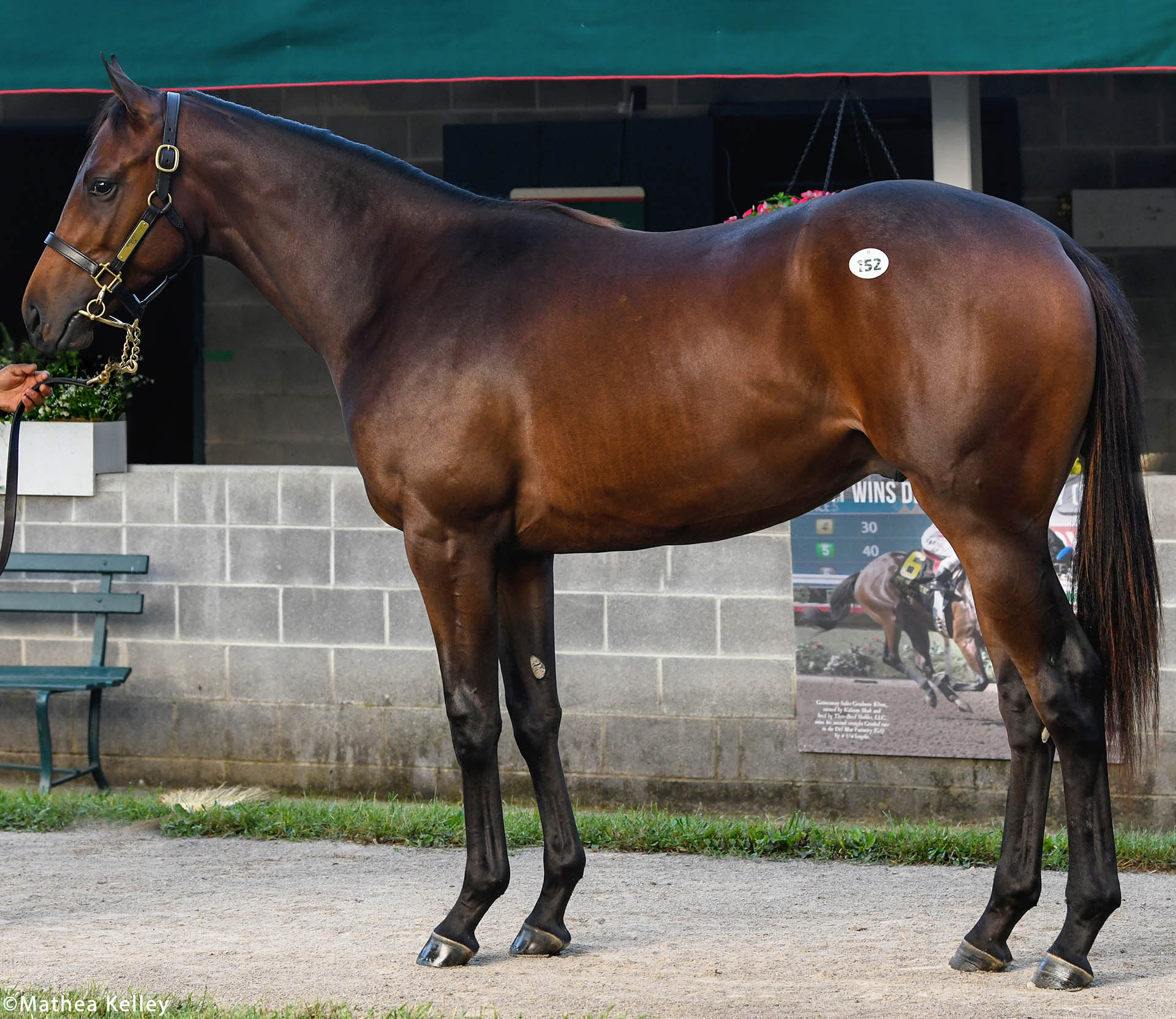 Nyquist colt out of the Giant's Causeway mare Tia, purchased at Keeneland September and available for a thoroughbred racing partnership.