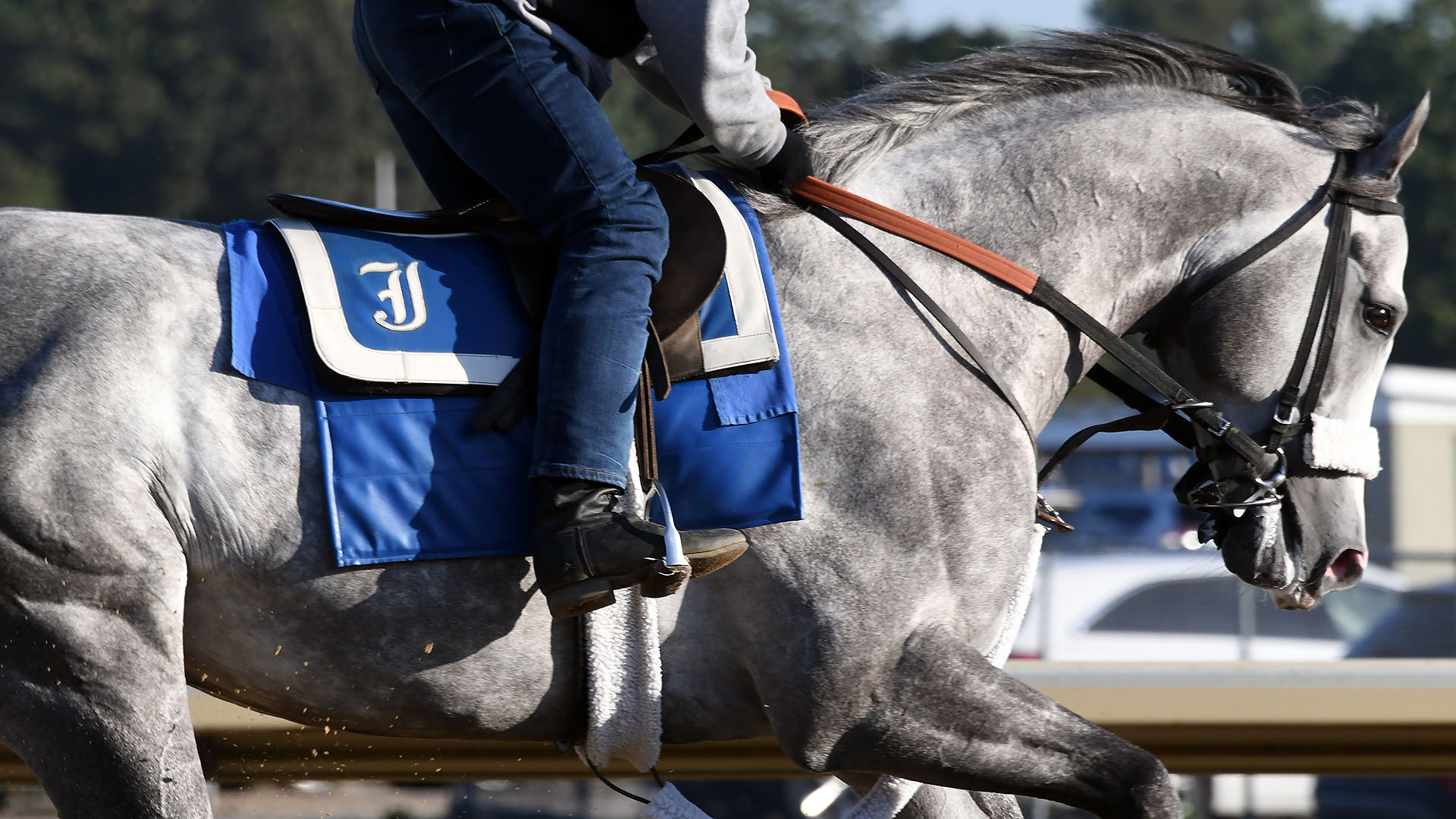 Multiple winner Illudere (Ghostzapper - Ansong), owned as part of a thoroughbred racing partnership with Centennial Farms. Shown at Belmont Park.