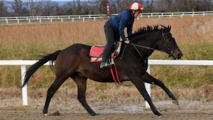 Necco, a Candy Ride colt out of the Empire Maker mare Empire Desire, purchased at Fasig-Tipton Saratoga and part of a thoroughbred racing partnership. He is shown training at the Middleburg Training Center.