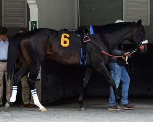 Candygram wins at Belmont Park for Centennial Farms thoroughbred racing partnership.