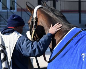 Preservationist wins at Aqueduct for Centennial Farms thoroughbred racing partnership.