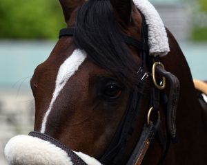 Preservationist wins at Belmont Park for Centennial Farms thoroughbred racing partnership.