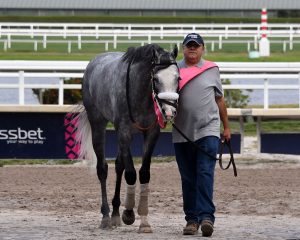 Illudere wins at Gulfstream Park for Centennial Farms thoroughbred racing partnership.