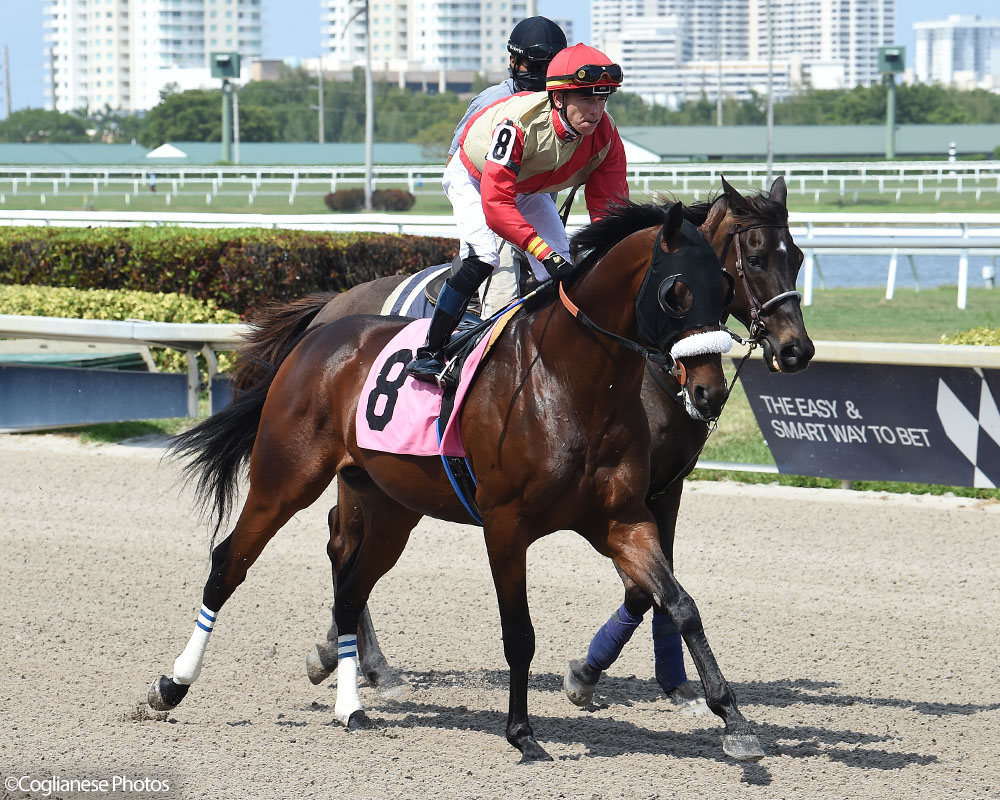 Mihos wins impressively at Gulfstream Park for Centennial Farms thoroughbred racing partnership.
