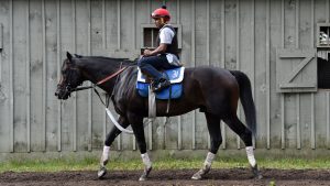 Stakes-placed Candygram enjoys a morning at Saratoga Race Course.