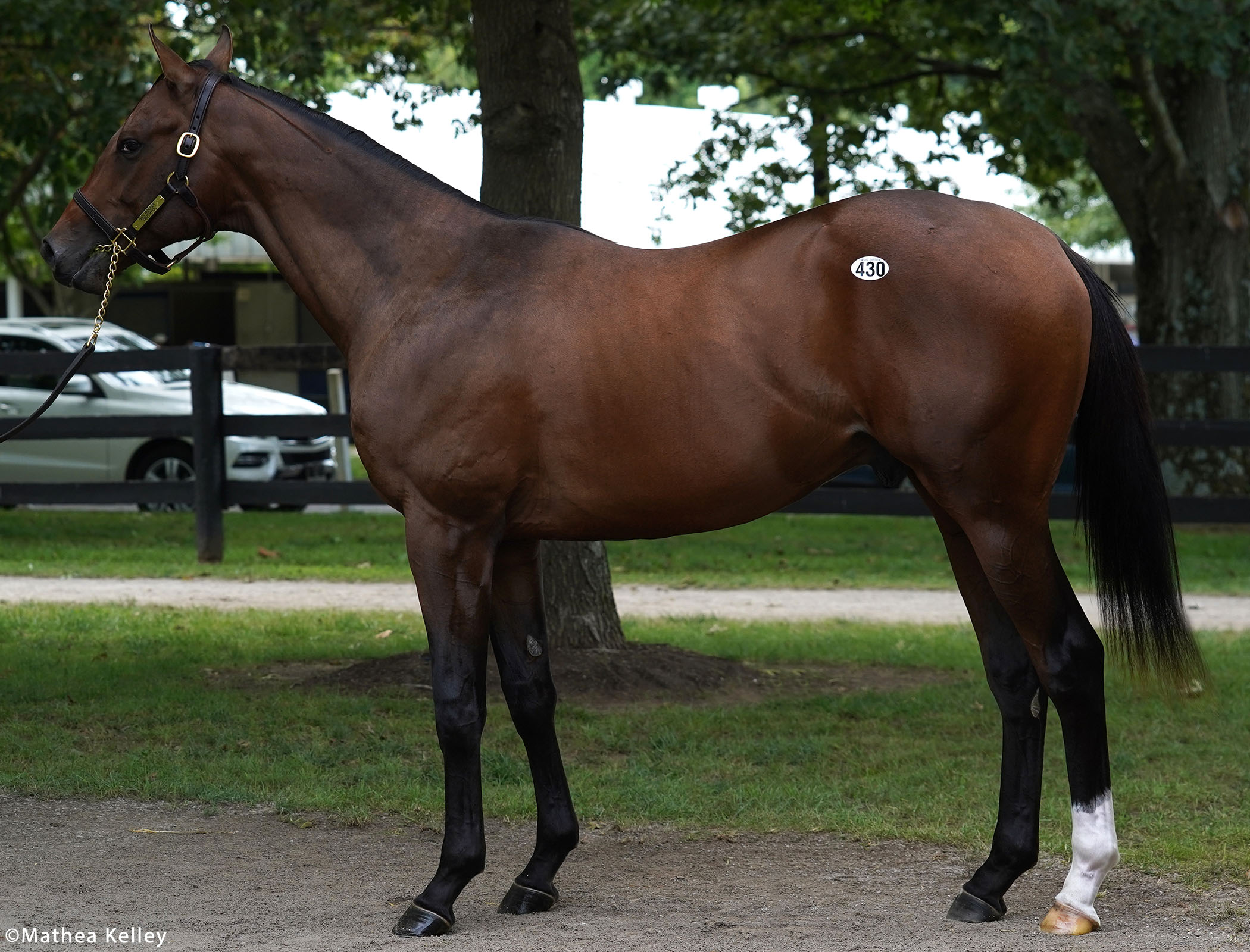 Gun Runner colt out of the Bodemeister mare Truthful, purchased at Fasig-Tipton's Selected Yearling Showcase and available for a thoroughbred racing partnership.