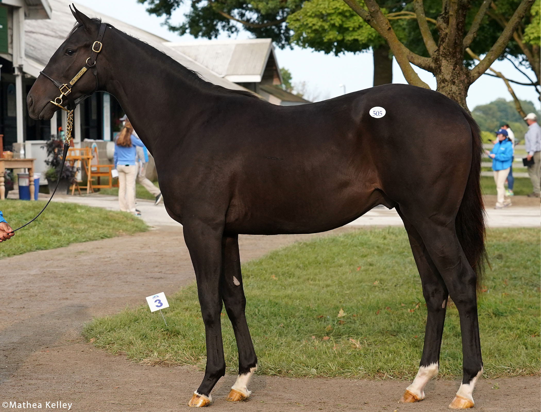 Honor Code colt out of the Smart Strike mare Beat the Drums, purchased at Keeneland's September Yearling Sale and available for a thoroughbred racing partnership.