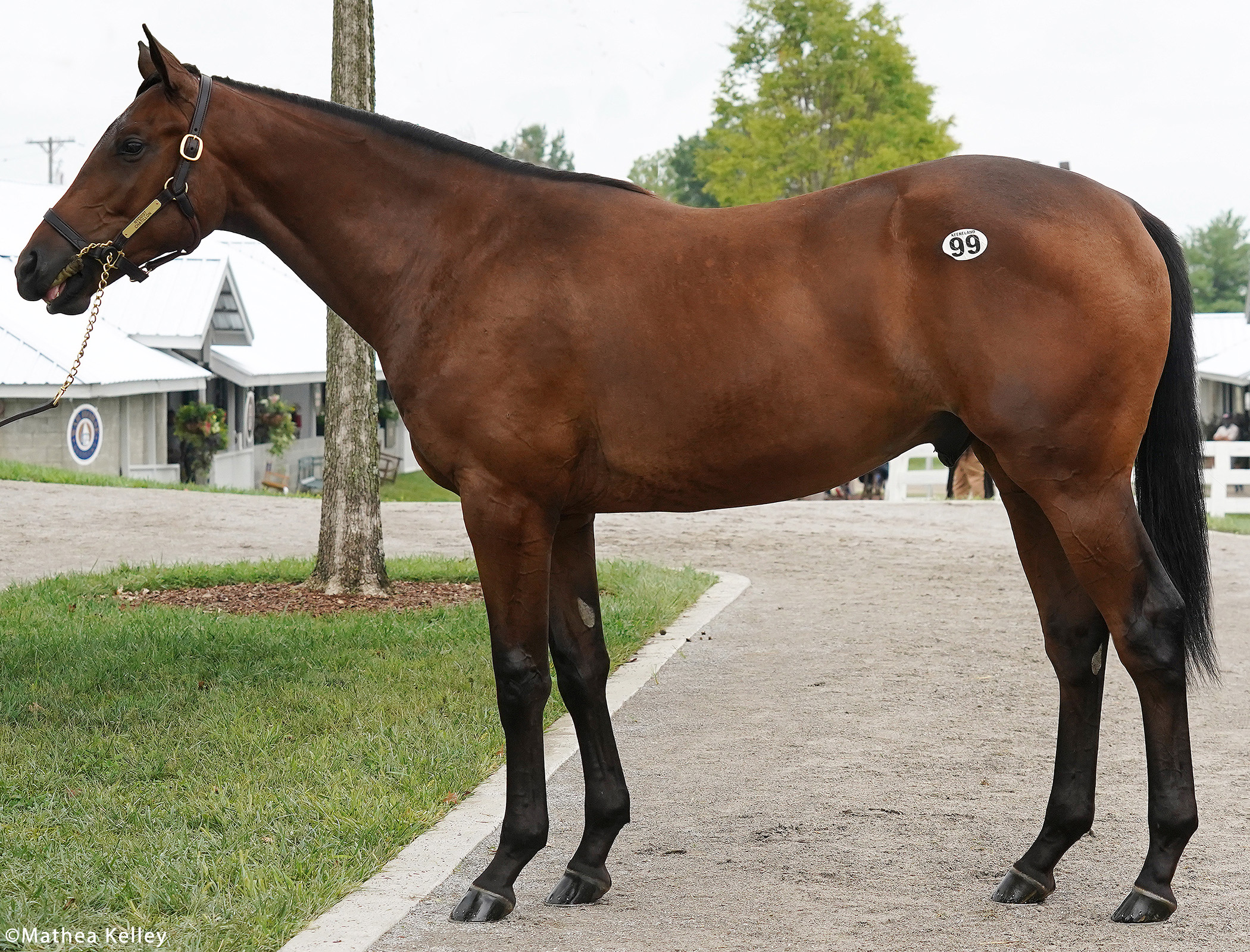 Nyquist colt out of the Ghostzapper mare Chatillon, purchased at Keeneland's September Yearling Sale and available for a thoroughbred racing partnership.