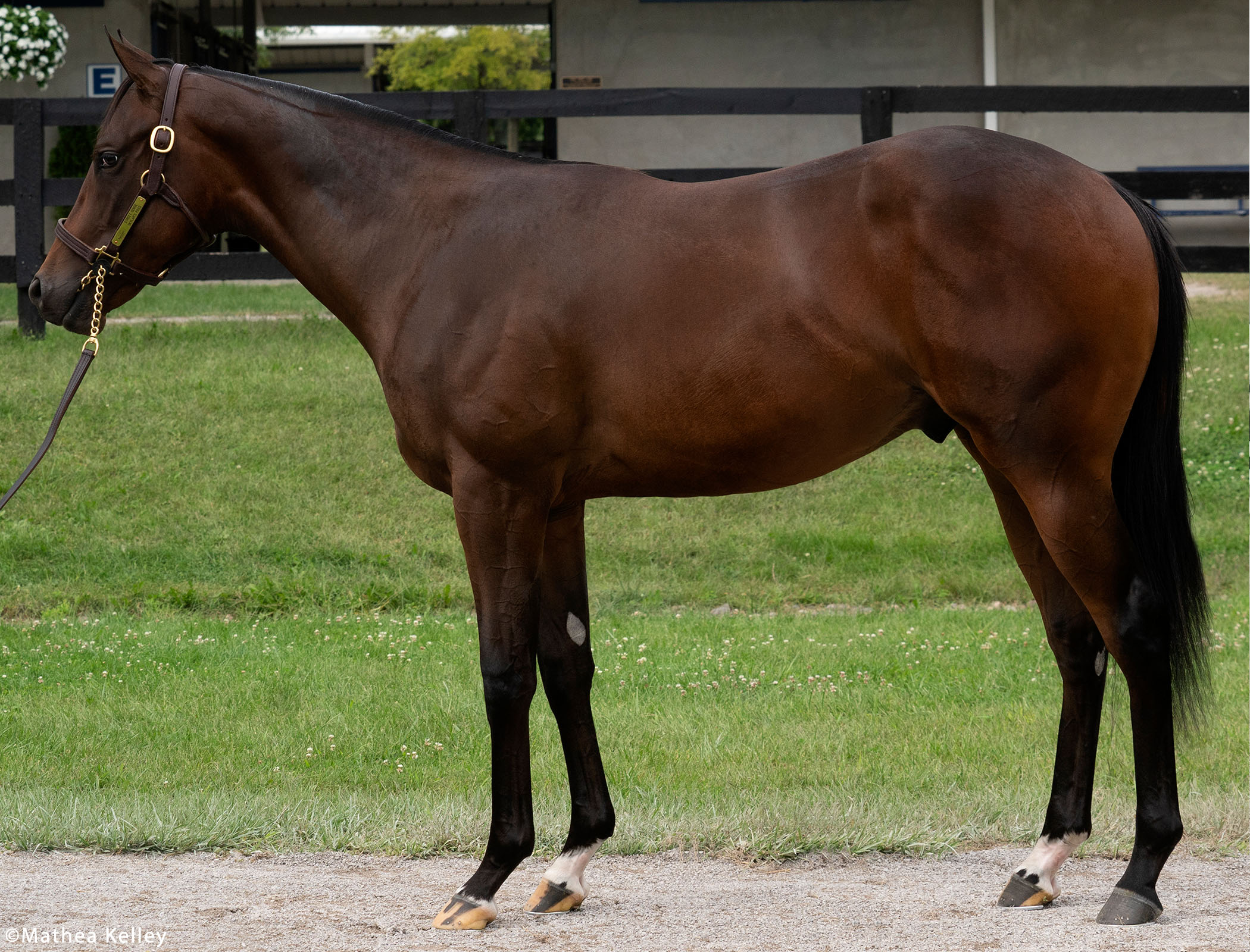 Street Sense colt out of the The Factor mare Skylar's Pass, purchased at Fasig-Tipton's Selected Yearling Showcase and available for a thoroughbred racing partnership.