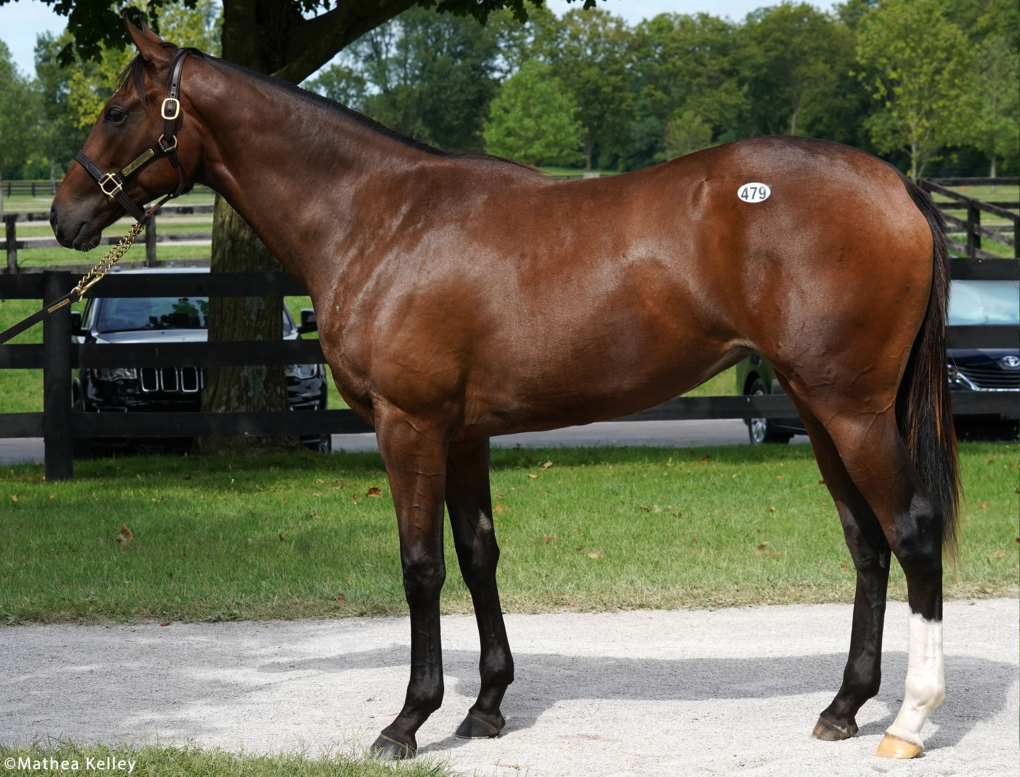 Unified filly out of the Haynesfield mare Another Ghazo, purchased at Fasig-Tipton's Selected Yearling Showcase and available for a thoroughbred racing partnership.