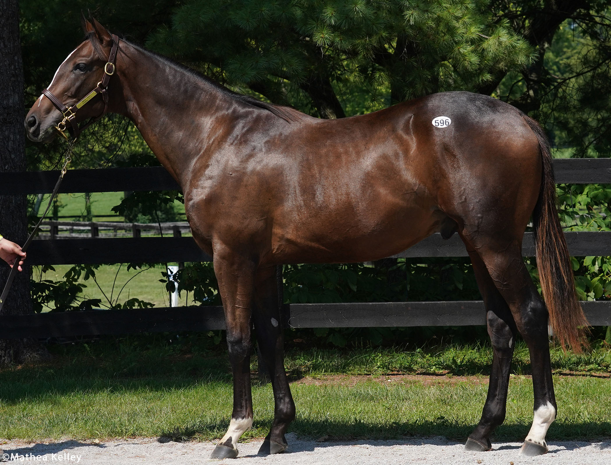 Unified colt out of the Political Force mare Farce, purchased at Fasig-Tipton's Selected Yearling Showcase and available for a thoroughbred racing partnership.