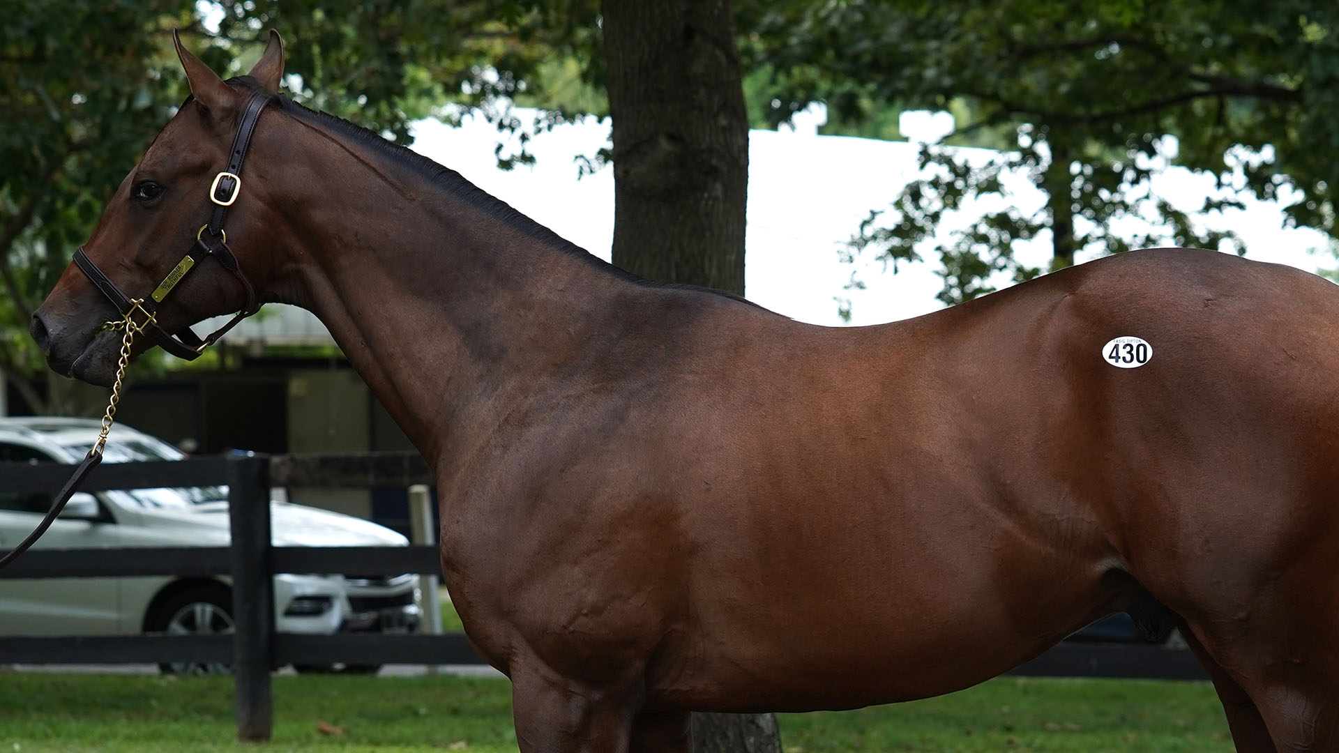 Forthright, a Gun Runner colt out of the Bodemeister mare Truthful, purchased at Fasig-Tipton's Selected Yearling Showcase and available for a thoroughbred racing partnership.