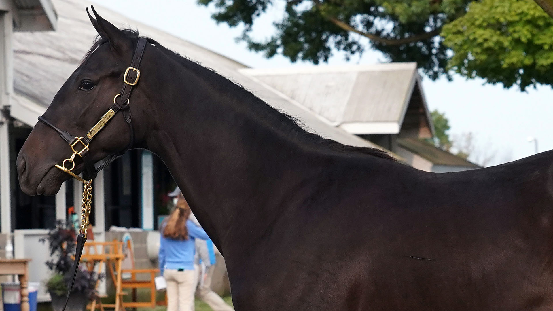 Honor Code colt out of the Smart Strike mare Beat the Drums, purchased at Keeneland's September Yearling Sale and available for a thoroughbred racing partnership.