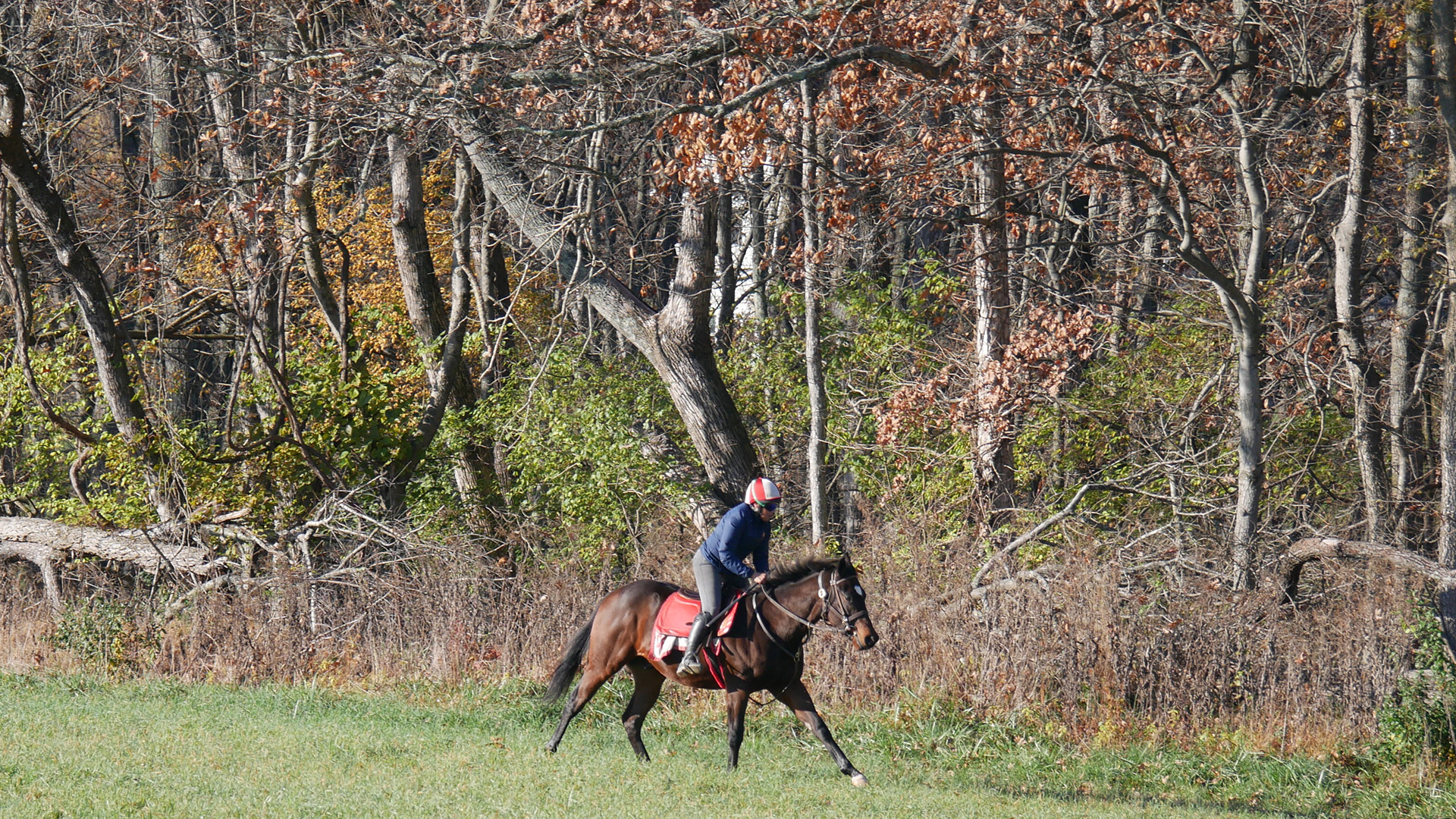 Mugged, a Street Sense colt out of the The Factor mare Skylar's Pass, purchased at Fasig-Tipton's Selected Yearling Showcase and available for a thoroughbred racing partnership.