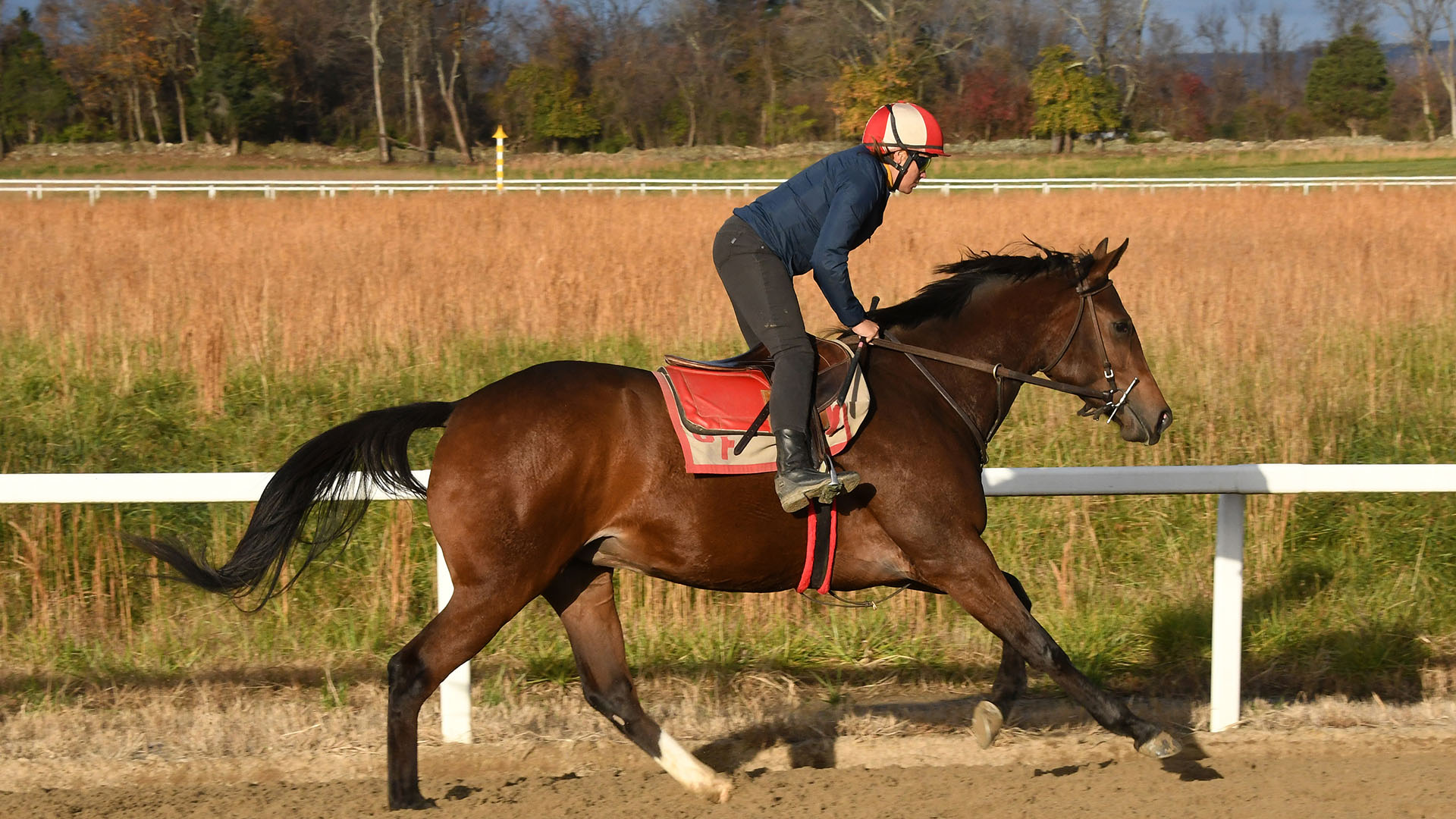 Out of Many, a Unified filly out of the Haynesfield mare Another Ghazo, purchased at Fasig-Tipton's Selected Yearling Showcase and part of a thoroughbred racing partnership. She is shown galloping at the Middleburg Training Center.