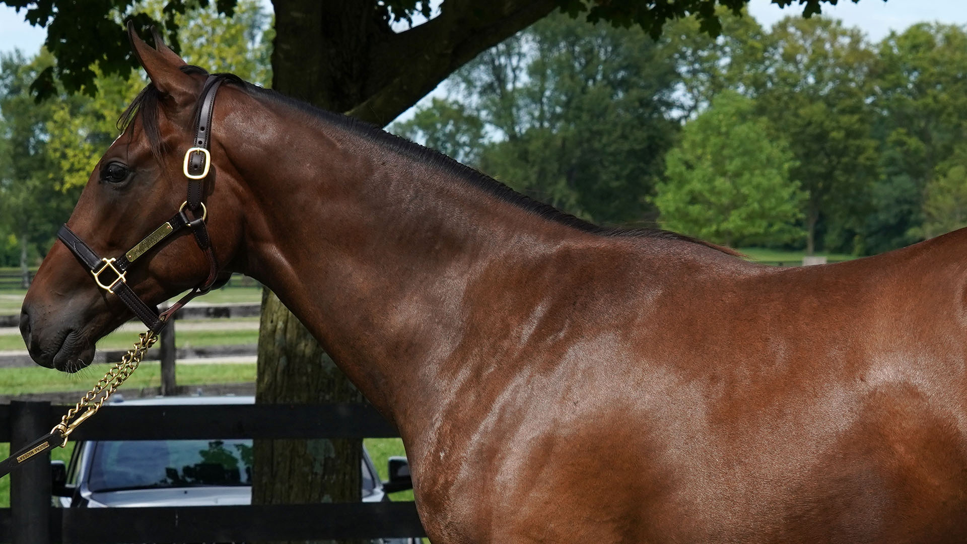 Unified filly out of the Haynesfield mare Another Ghazo, purchased at Fasig-Tipton's Selected Yearling Showcase and available for a thoroughbred racing partnership.