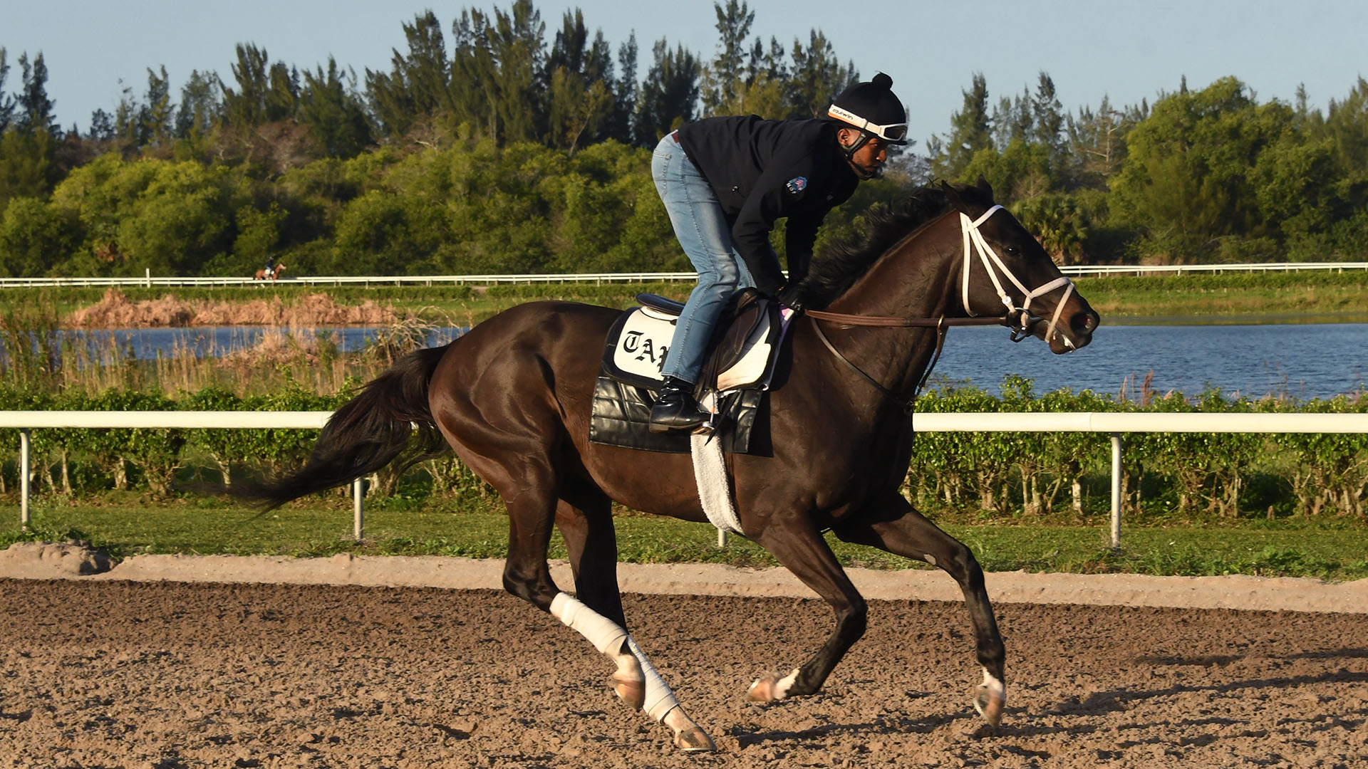 Videri (Honor Code - Beat the Drums), part of the Topsfield thoroughbred racing partnership, training at Palm Beach Downs in February of 2023.