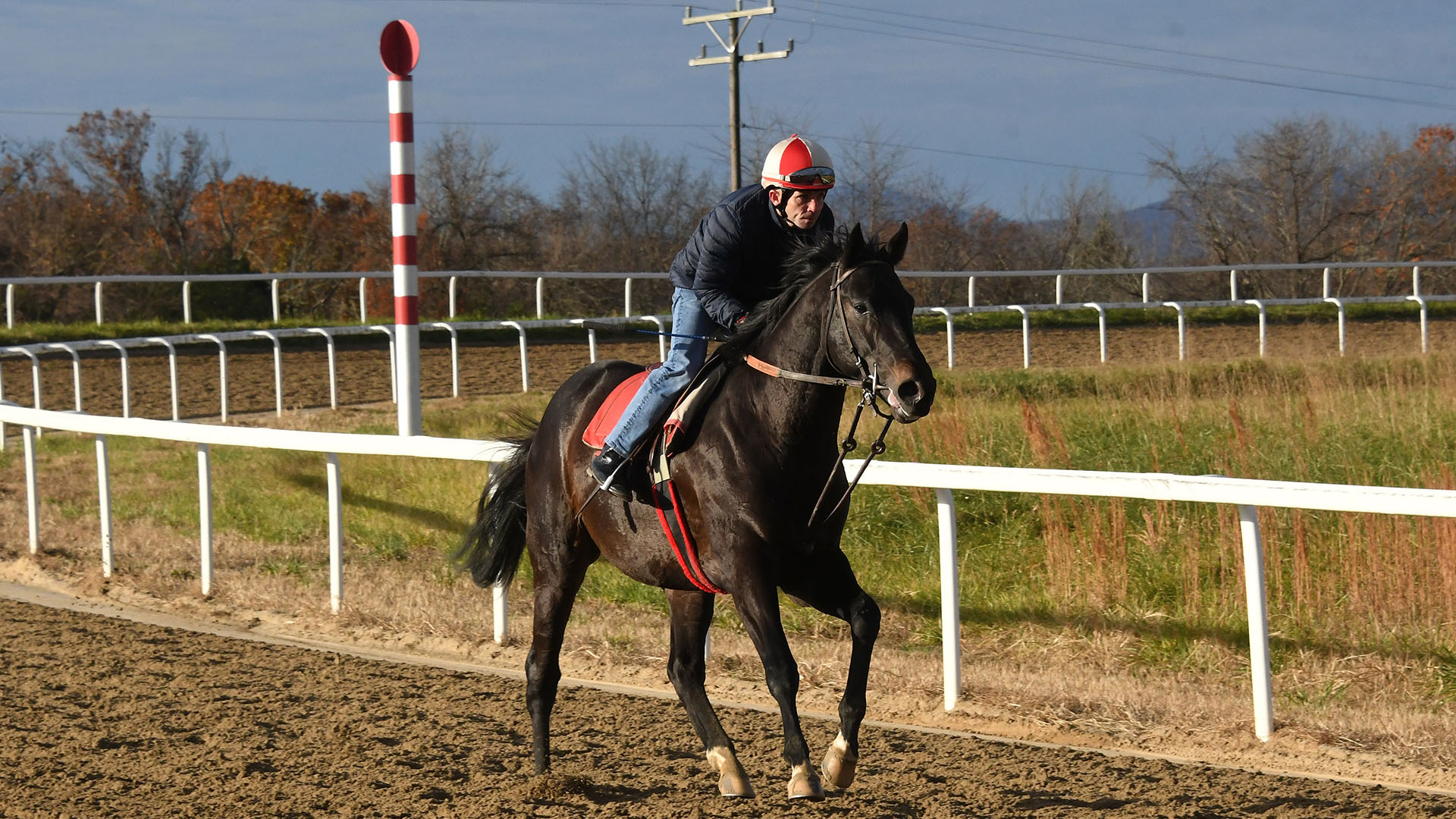 Videri (Honor Code - Beat the Drums), part of the Topsfield thoroughbred racing partnership, at the Middleburg Training Center in November 2021.