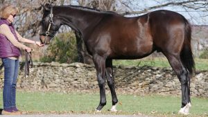 Videri, an Honor Code colt out of the Smart Strike mare Beat the Drums, purchased at Keeneland's September Yearling Sale and available for a thoroughbred racing partnership.
