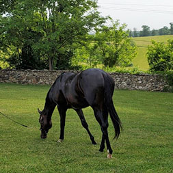 Allied (Unified - Farce), part of the Unified thoroughbred racing partnership, grazing at the Middleburg Training Center in May of 2021.