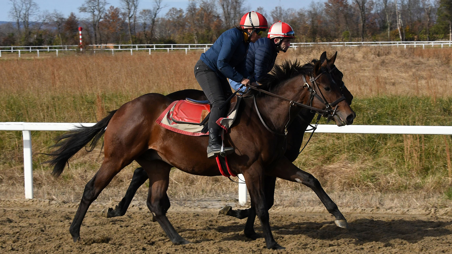 Arrogate colt out of the Harlan's Holiday mare Stellaris, purchased at Fasig-Tipton's 100th Saratoga Sale and available in the Kiawah thoroughbred racing partnership. He is shown galloping at the Middleburg Training Center.