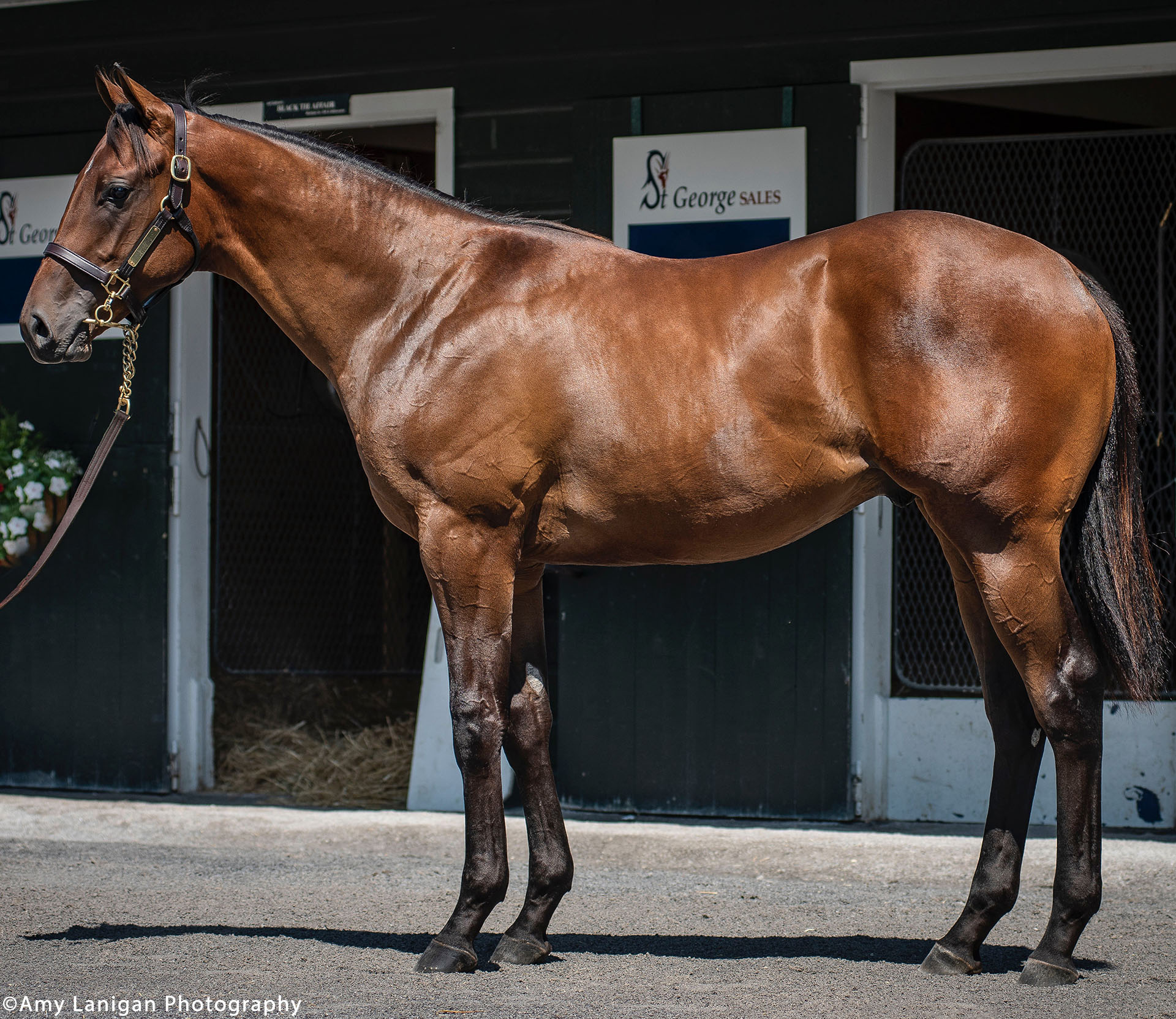 Arrogate colt out of the Harlan's Holiday mare Stellaris, purchased at Fasig-Tipton's 100th Saratoga Sale and available in the Kiawah thoroughbred racing partnership.