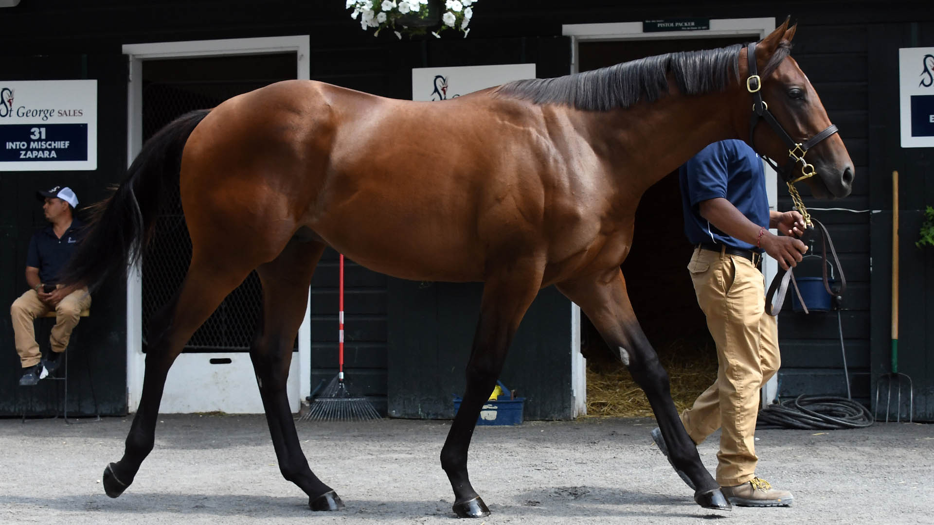 Arrogate colt out of the Harlan's Holiday mare Stellaris, purchased at Fasig-Tipton's 100th Saratoga Sale and available in the Kiawah thoroughbred racing partnership.