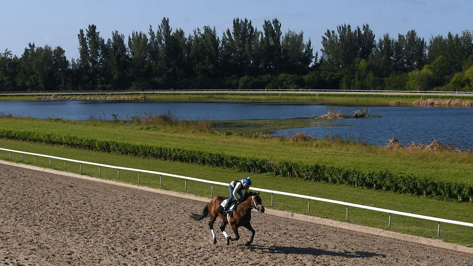 Prospering (Arrogate - Stellaris), part of the Kiawah thoroughbred racing partnership, training at Palm Beach Downs in February of 2023.