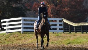 Blame colt out of the Mineshaft mare Salsa Diavola, purchased at the Keeneland September Sale and available in the Elmont thoroughbred racing partnership. He's shown at the Middleburg Training Center.