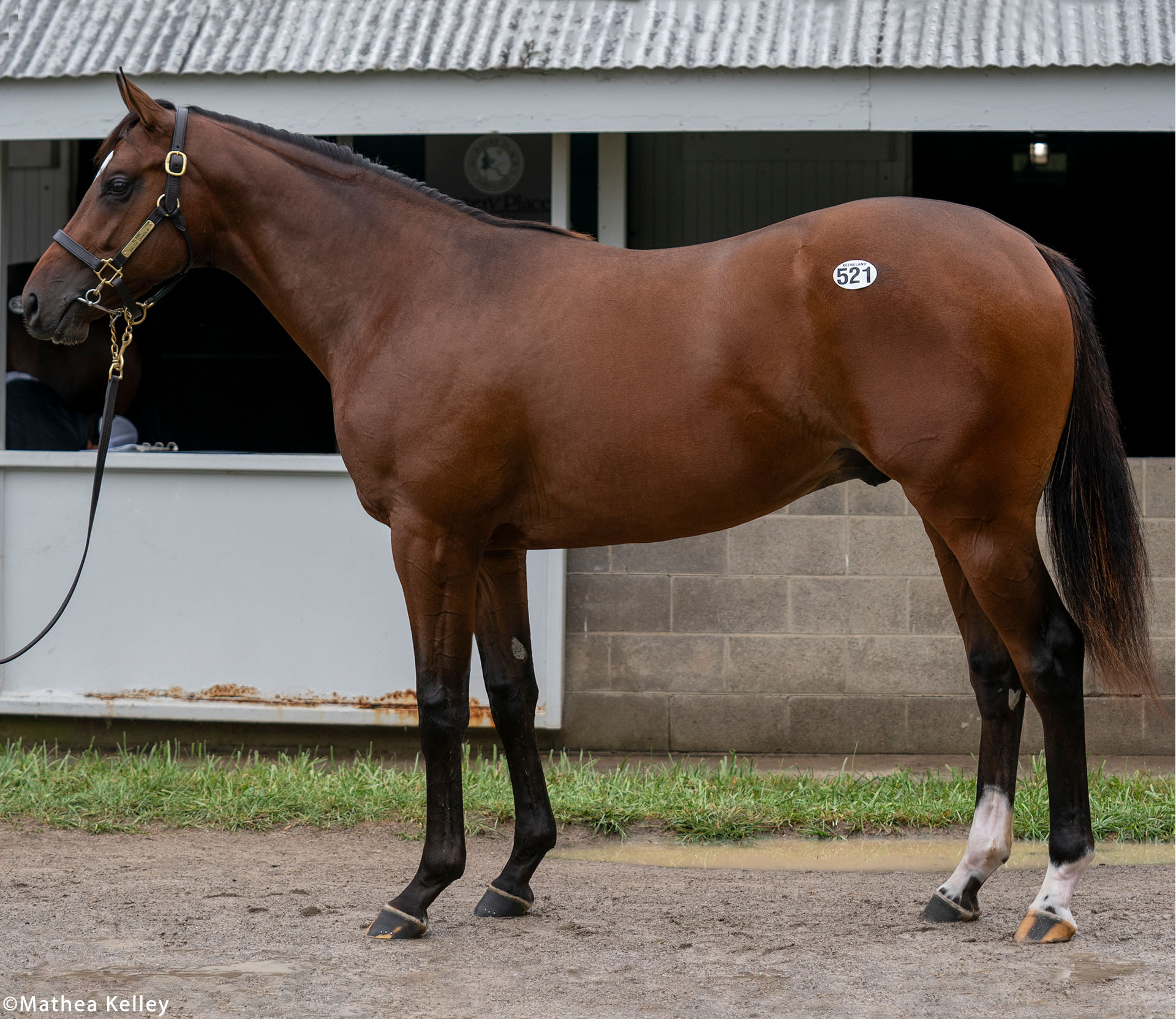 Blame colt out of the Mineshaft mare Salsa Diavola, purchased at the Keeneland September Sale and available in the Elmont thoroughbred racing partnership.