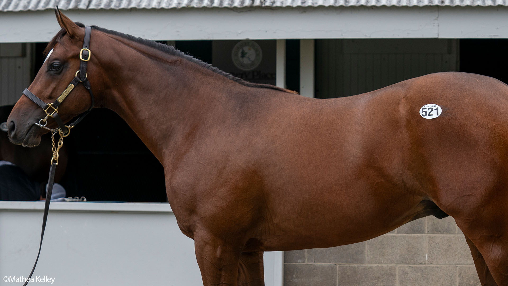 Blame colt out of the Mineshaft mare Salsa Diavola, purchased at the Keeneland September Sale and available in the Elmont thoroughbred racing partnership.