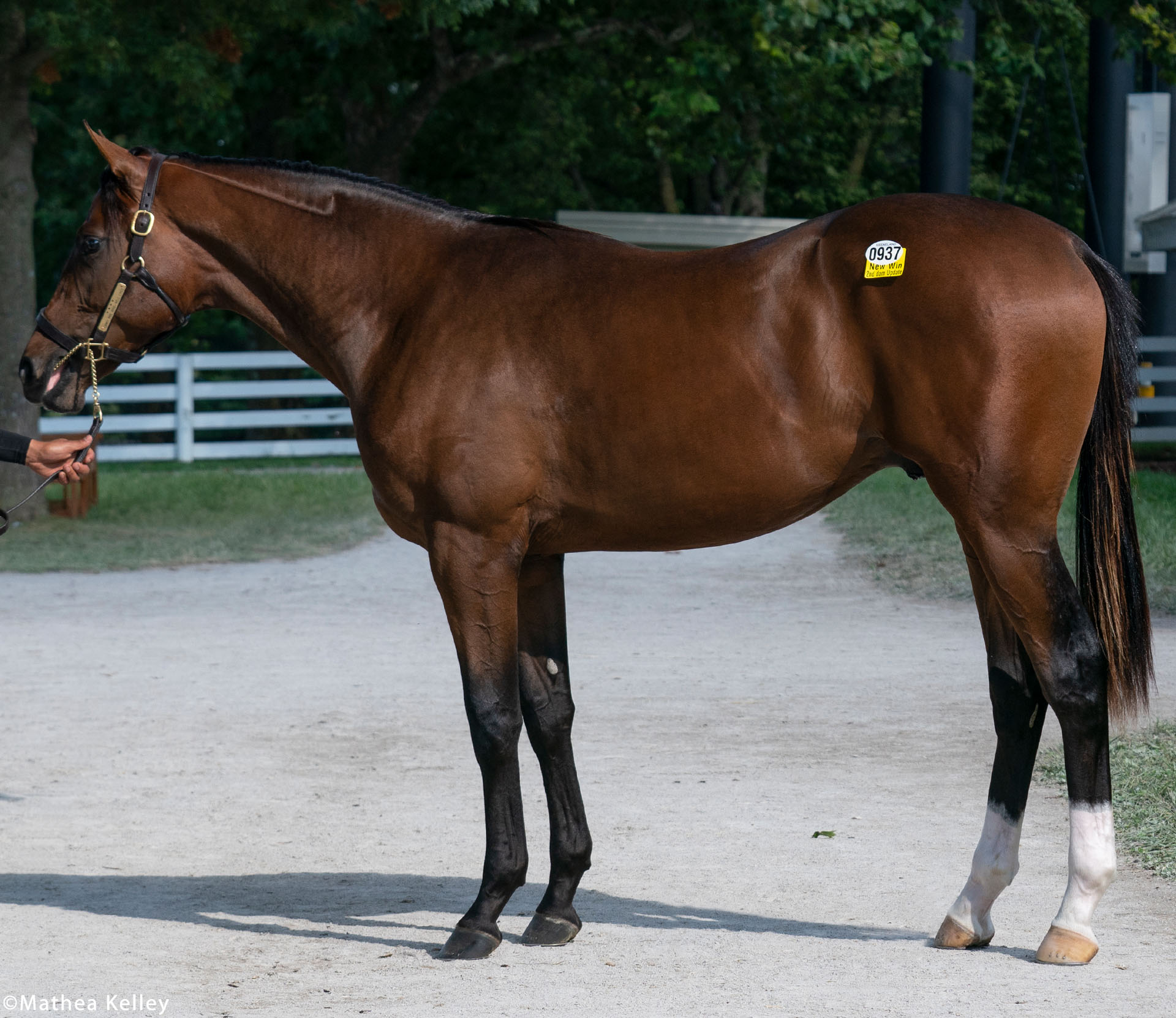 Candy Ride colt out of the Tiznow mare Well Lived, purchased at the Keeneland September Sale and available in the Elmont thoroughbred racing partnership.