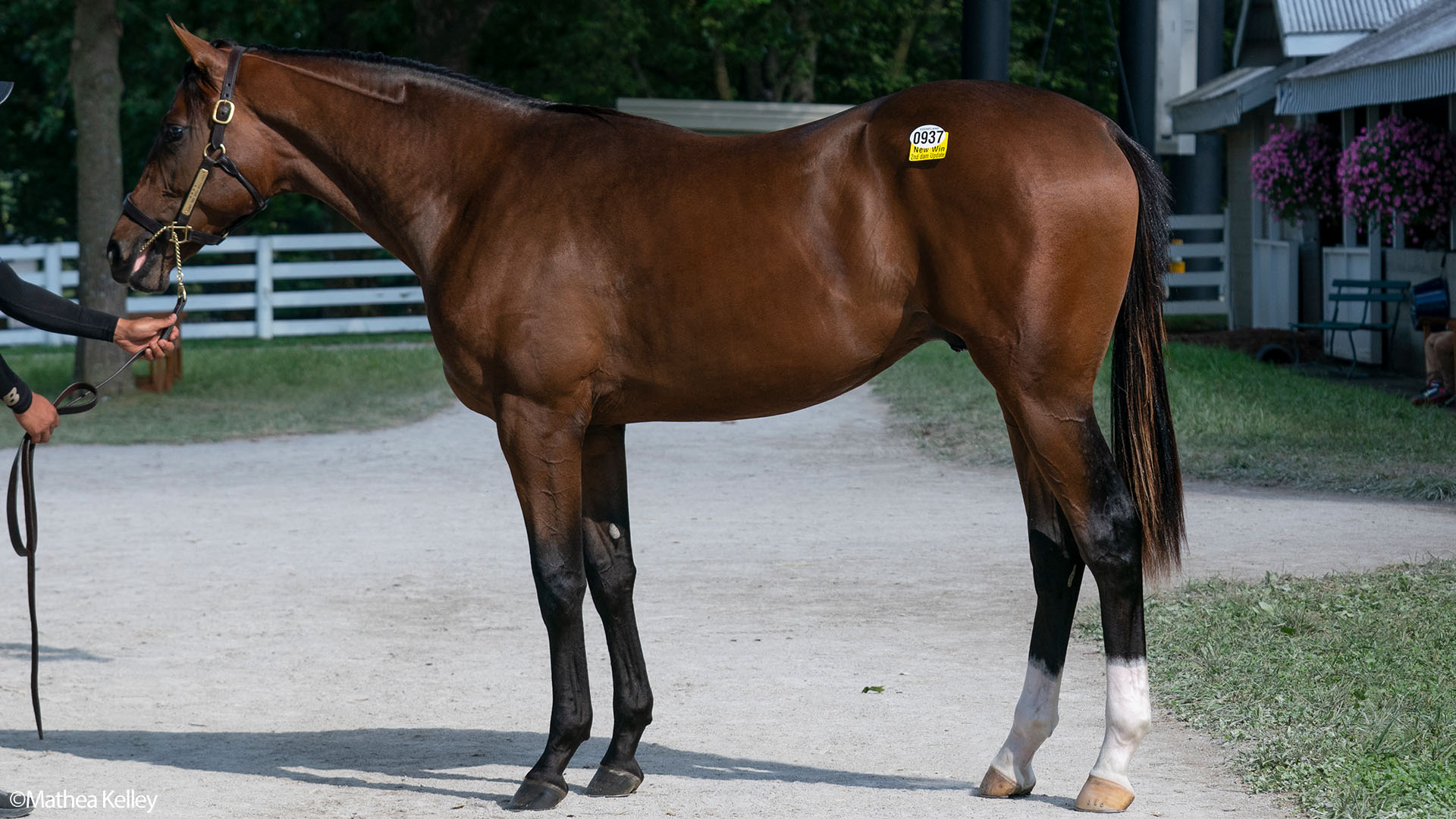 Candy Ride colt out of the Tiznow mare Well Lived, purchased at the Keeneland September Sale and available in the Elmont thoroughbred racing partnership.