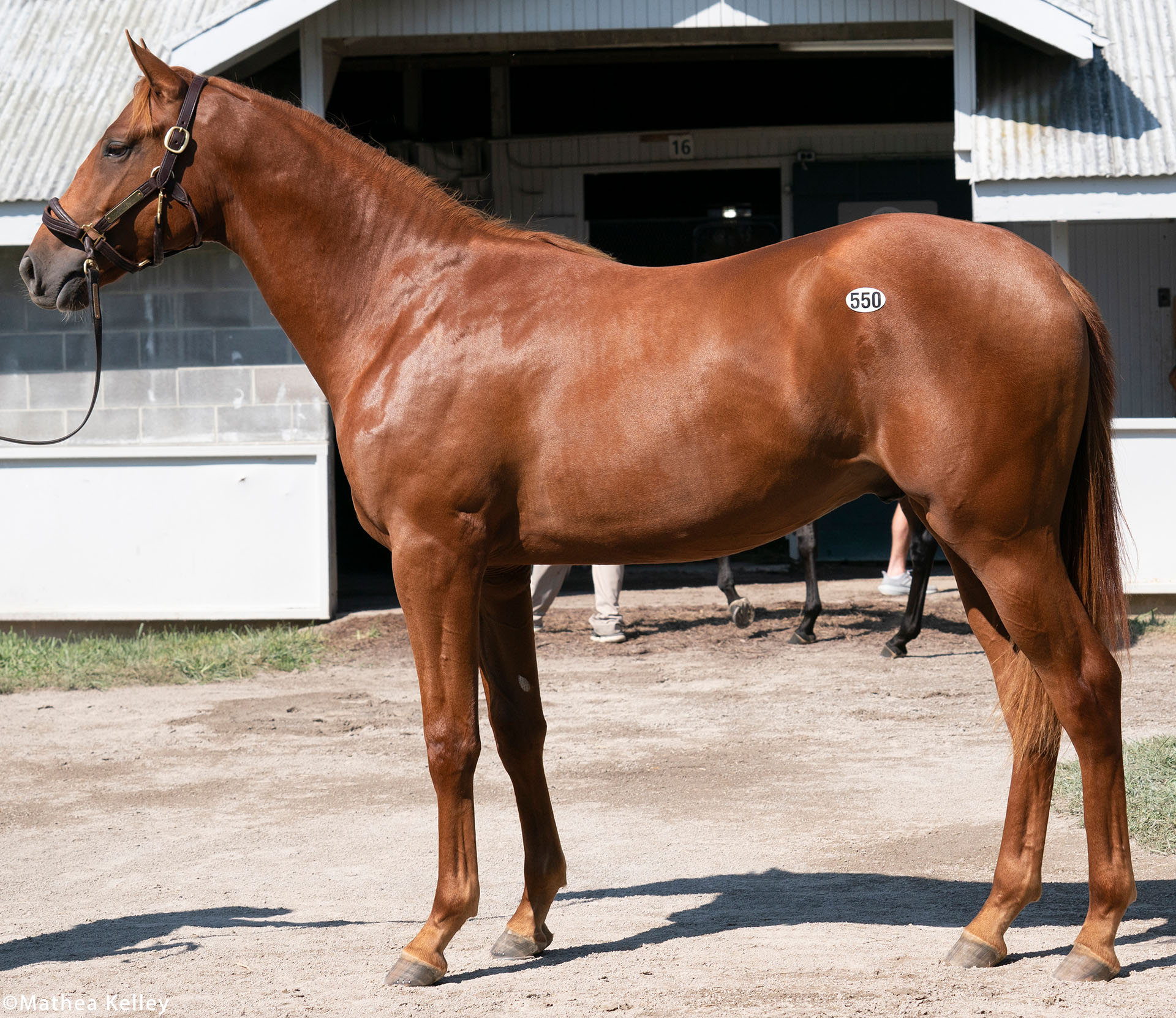 Mastery colt out of the Street Cry mare Spring Street, purchased at the Keeneland September Sale and available in the Elmont thoroughbred racing partnership.