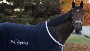 Multiple graded stakes winner Rocketry, a three-time track record setter, and part of the Crescent thoroughbred racing partnership. He's shown sporting his Thoroughbred Aftercare Alliance blanket.