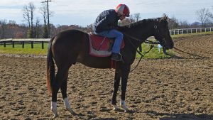 Violence colt out of the Bernardini mare Tia Rafaela, purchased at the Keeneland September Sale and available in the Elmont thoroughbred racing partnership. Pictured at the Middleburg Training Center.