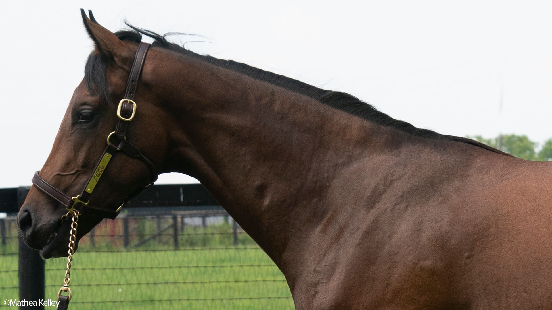 Violence colt out of the Bernardini mare Tia Rafaela, purchased at the Keeneland September Sale and available in the Elmont thoroughbred racing partnership.
