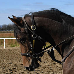 Candy Ride colt out of the Tiznow mare Well Lived, purchased at the Keeneland September Sale and available in the Elmont thoroughbred racing partnership. Pictured at the Middleburg Training Center.