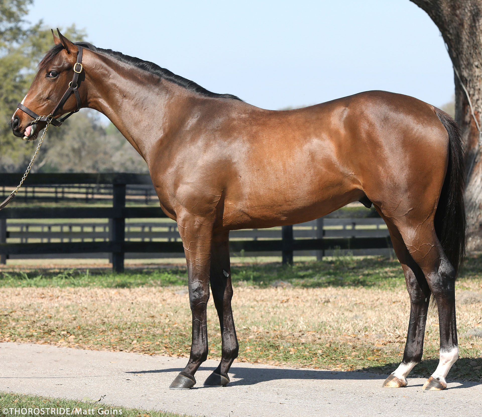 Liam's Map colt out of the multiple winner and stakes producing A. P. Indy mare Star Torina. Purchased at the OBS March Sale and available as part of the Twin Oaks LLC thoroughbred racing partnership.