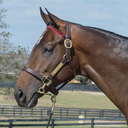 Eddie Woods OBS Mar 2022 2yos Malibu Moon-Leaveinthedust 20c presale Purchased at the OBS March Sale and available as part of the Twin Oaks LLC thoroughbred racing partnership.