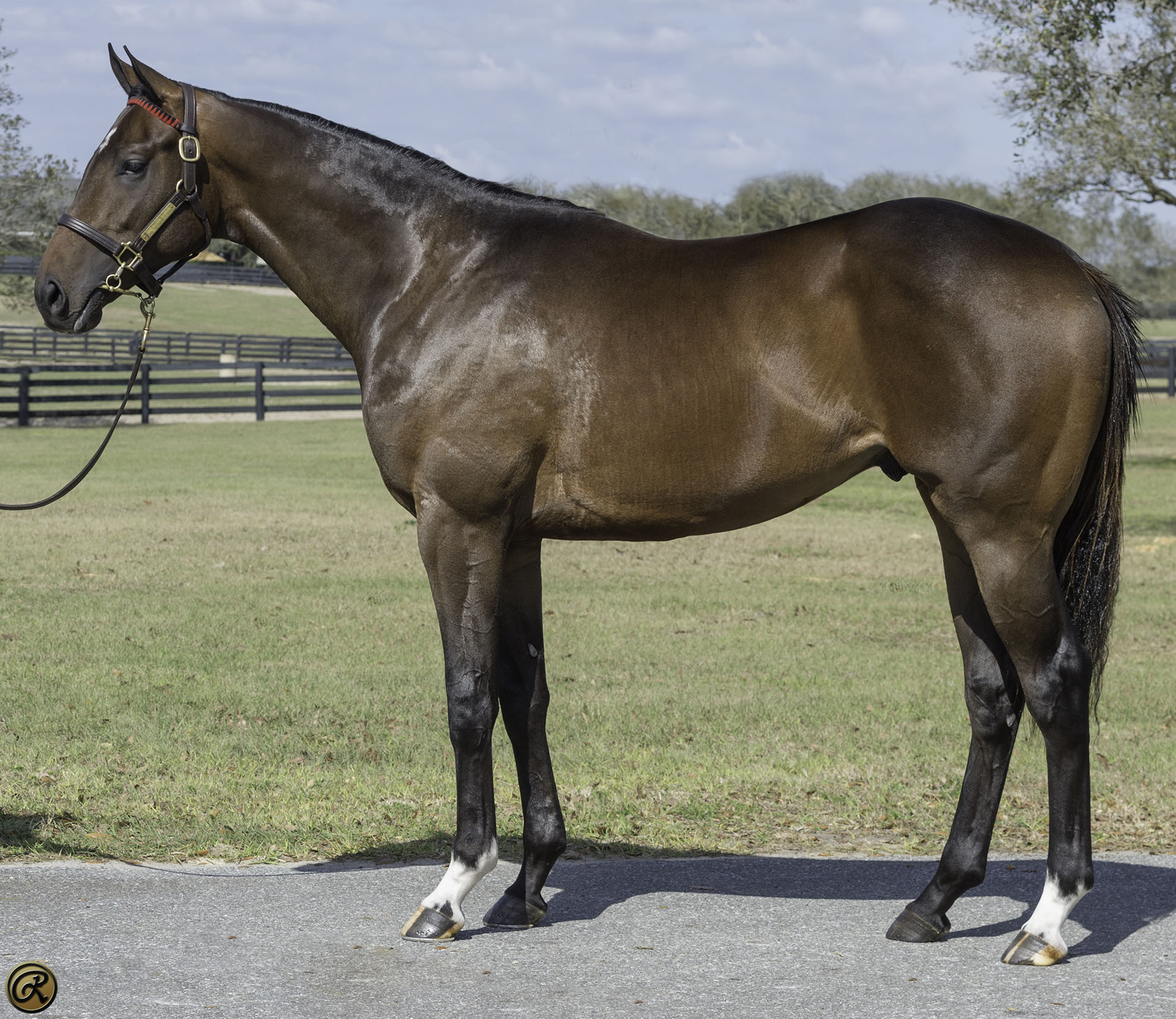 Eddie Woods OBS Mar 2022 2yos Malibu Moon-Leaveinthedust 20c presale Purchased at the OBS March Sale and available as part of the Twin Oaks LLC thoroughbred racing partnership.